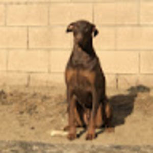 Meet your Posher, Francisco